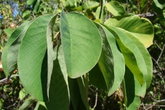 Atemoya-leaves