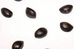Atemoya-seeds