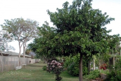 Atemoya-tree