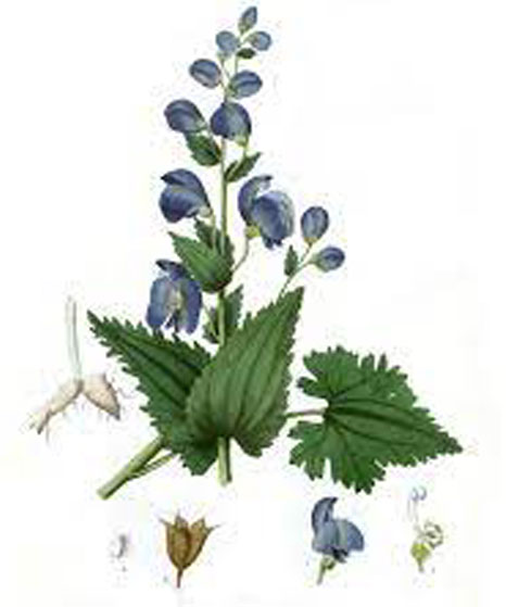 Plant-illustration-of-Ativisha
