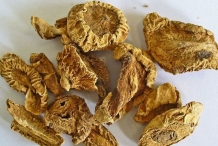 Dried-stem-of-Ativisha