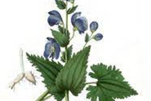 Plant-illustration-of-Ativisha