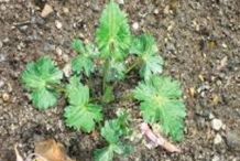 Small-Ativisha-plant