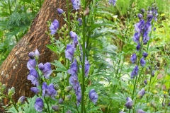 Ativisha-Plant