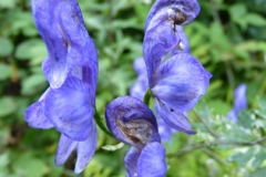 Closer-view-of-Flowers-of-Ativisha