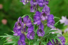 Flowers-of-Ativisha