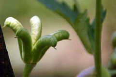 Fruits-of-Ativisha