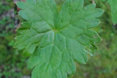 Leaf-of-Ativisha