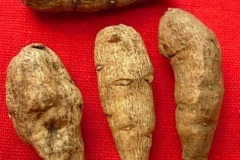 Roots-of-Ativisha