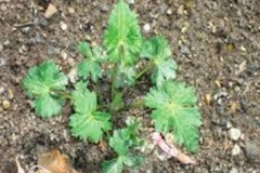 Small-Ativisha-plant