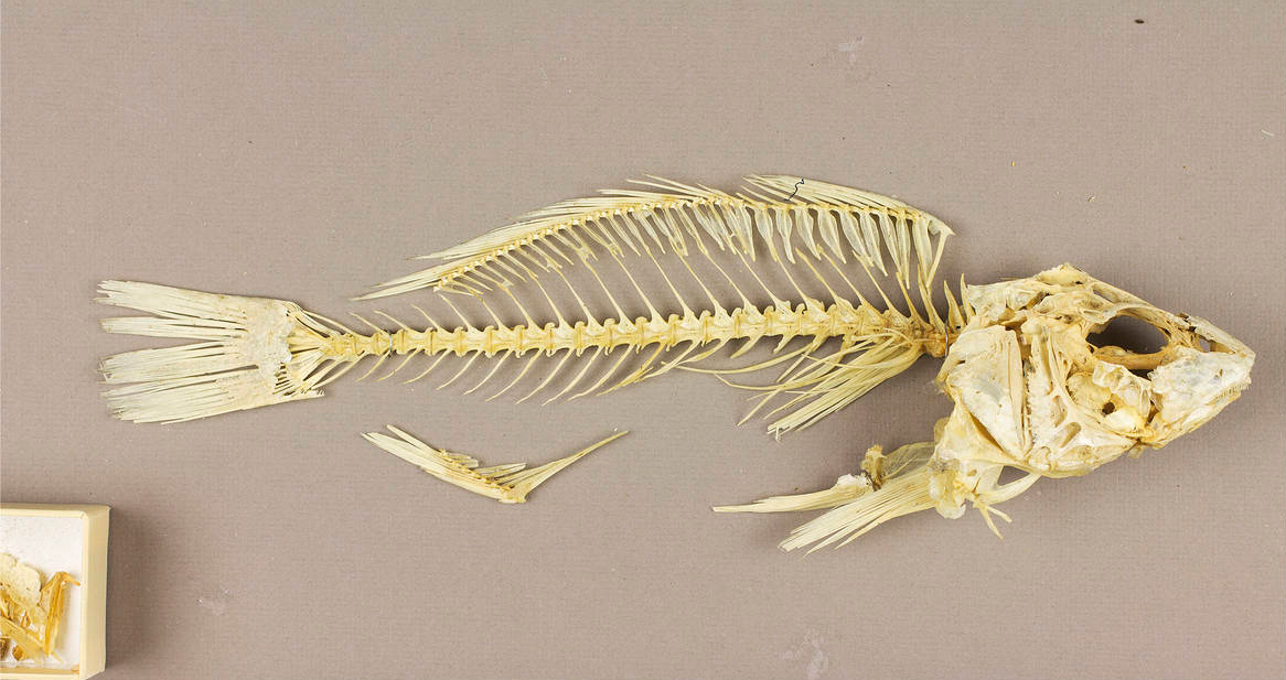 Does Croaker Fish Have a Lot of Bones  