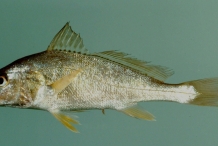 Atlantic-Croaker-1