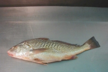 Atlantic-Croaker-2