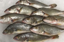Atlantic-Croaker-3