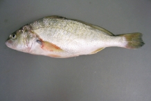 Atlantic-Croaker-4