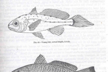 Atlantic-Croaker-illustation