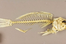 Skeleton-of-Atlantic-Croaker