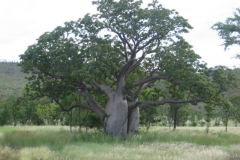 Australian-baobab-tree