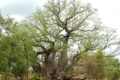 Australian-Boab-Tree-growing-wild
