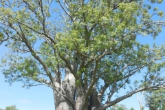 Australian-Boab-Tree