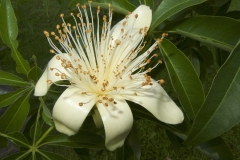 Closer-view-of-flower-of-Australian-Boab-tree