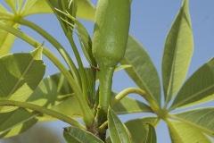 Flowering-bud-of-Australian-Boab-tree
