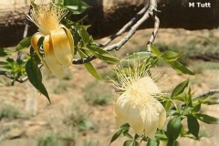 Flowers-of-Australian-Boab-tree