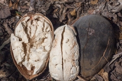 Half-cut-mature-fruit-of-Australian-Boab-tree