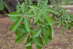 Leaves-of-Australian-Boab-tree