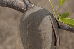 Mature-fruit-of-Australian-Boab-tree