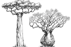 Sketch-of-Australian-Boab-tree