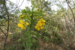 Avaram-Senna-plant-growing-wild