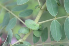 Branches-of-Avaram-Senna