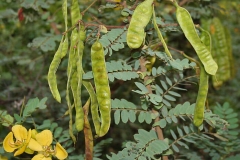 Immature-fruits-of-Avaram-Senna