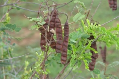 Mature-fruits-of-Avaram-Senna