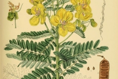 Plant-Illustration-of-Avaram-Senna
