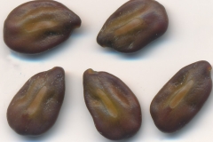 Seeds-of-Avaram-Senna