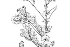 Sketch of Avaram Senna