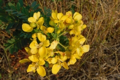 Flowers-of-Avaram-Senna