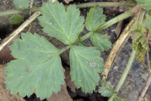 Aven-Leaf