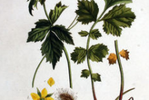 Aven-plant-Illustration