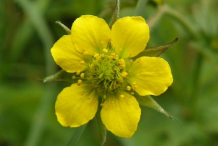 Avens-Flower