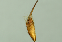 Avens-Fruit