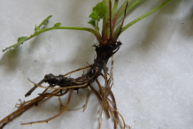 Avens-Root