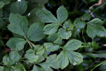 Avens-bushes