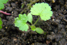 Small-Avens-Plant