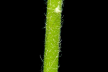 Stem-of-Avens