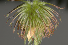 unripe-fruit-of-Aven-plant