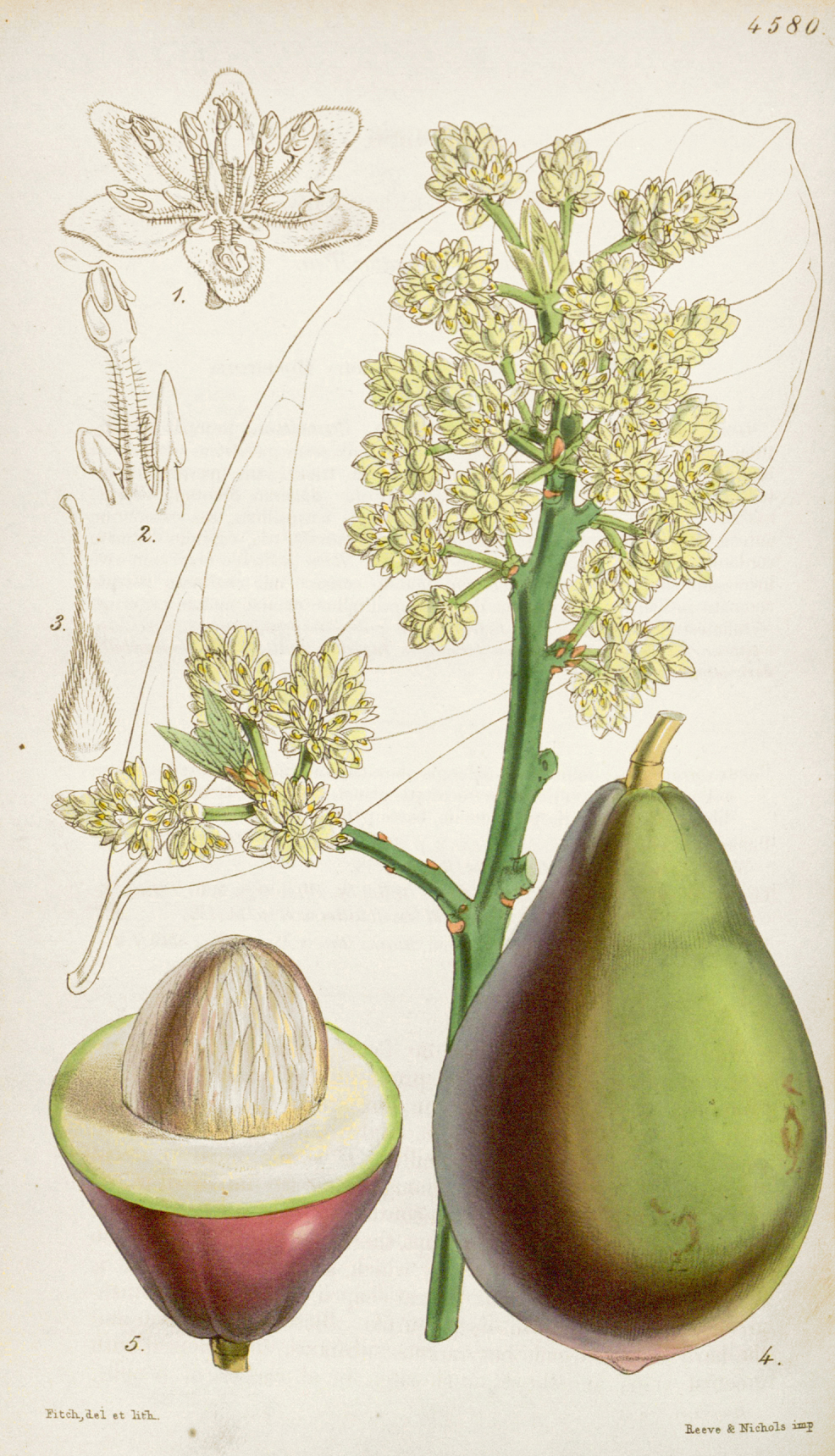Avocado-illustration-Abacate