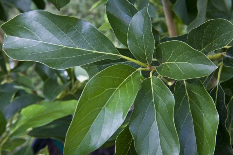 Avocado-leaves-Abacateiro